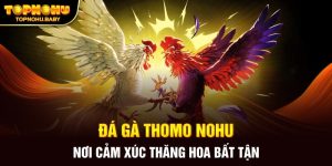 Đá Gà Thomo NOHU - Nơi Cảm Xúc Thăng Hoa Bất Tận
